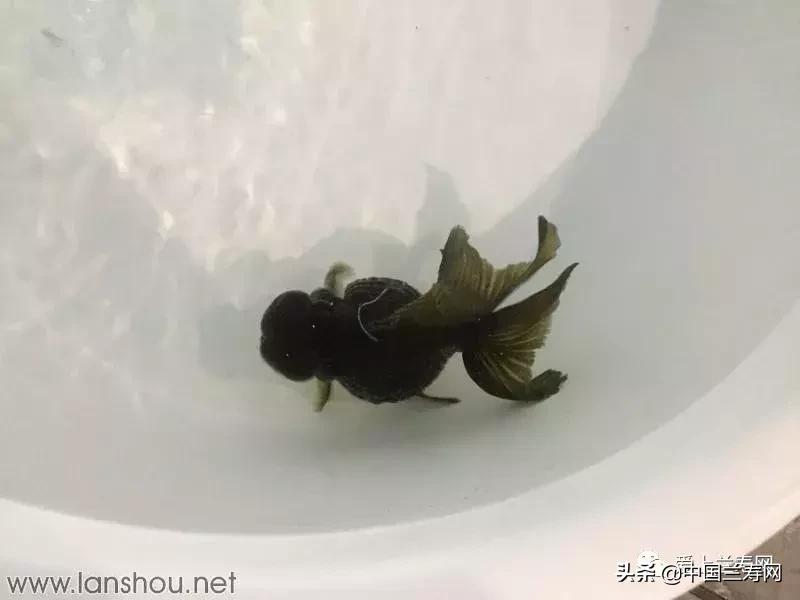 世界金鱼大赛在福州举行,2019中国世界金鱼大赛