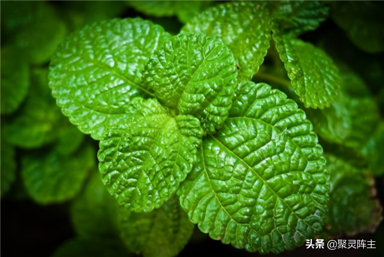 驱蚊产品怎么防蚊,哪种驱蚊产品的效果好且无害