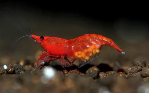 不想清理鱼缸用什么植物,清理鱼缸上的绿藻用什么工具清理