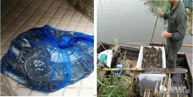 虾蟹高效养殖方法和技术,虾蟹混养如何提高青虾的养殖效益