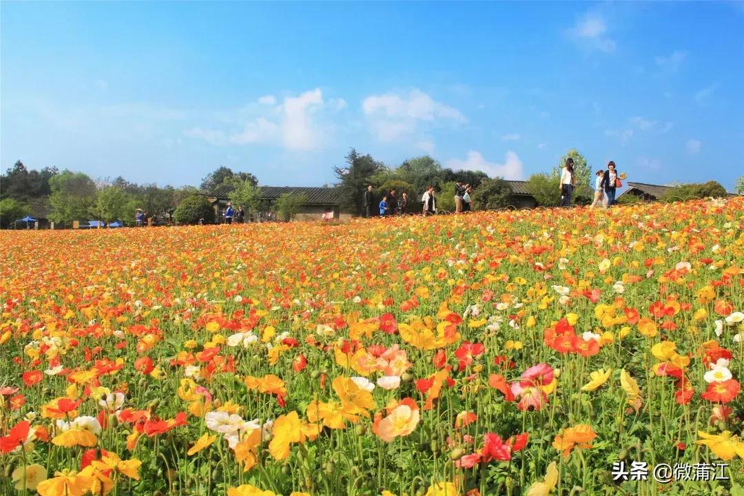 石象湖风景区郁金香开了吗,成都石象湖的郁金香什么时候开