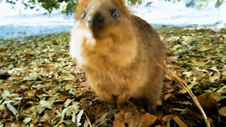 为什么我们会微笑?10个关于微笑袋鼠的萌萌秘密