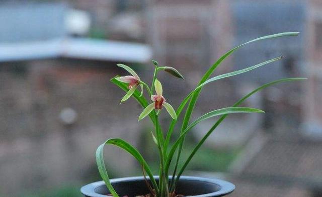 兰花贵妃醉酒在兰花中什么档次,兰花贵妃醉酒假品种