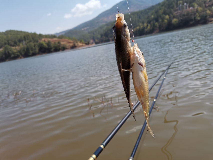 禄劝野钓鲫鱼好地方,禄劝溪流野钓