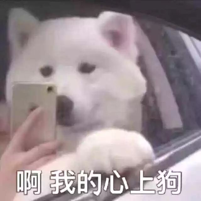 狗狗绝育vs不绝育差别还是很大的,狗狗应该绝育么