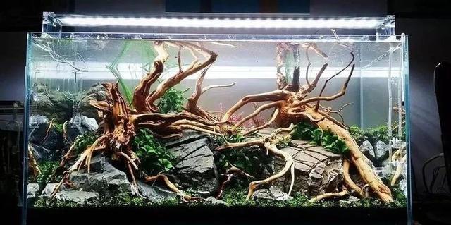 杜鹃根用什么水草造景好看,松皮石搭配杜鹃根造景图片