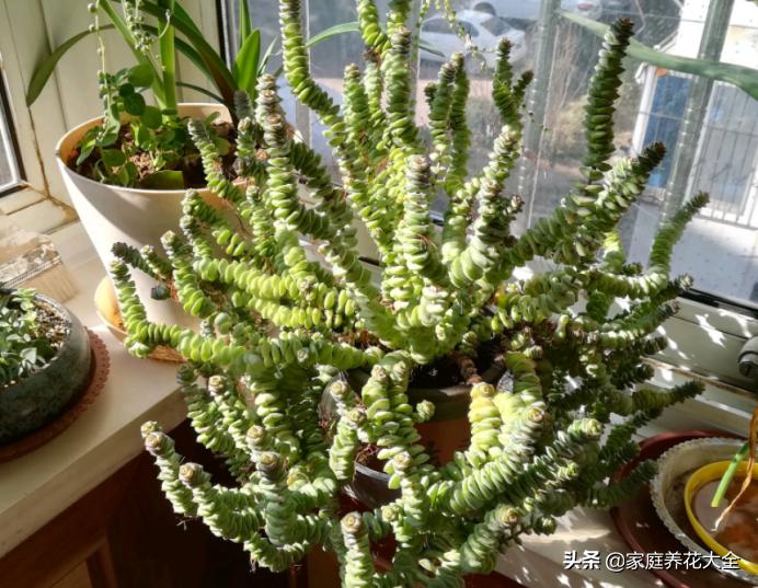 刚生根的钱串怎么养,养钱串子的正确方法