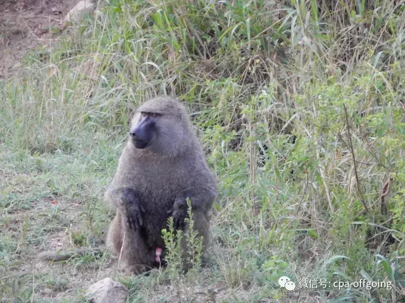 这个野奢的国度，欧美、日韩人都爱去，为何我们国家没人去？