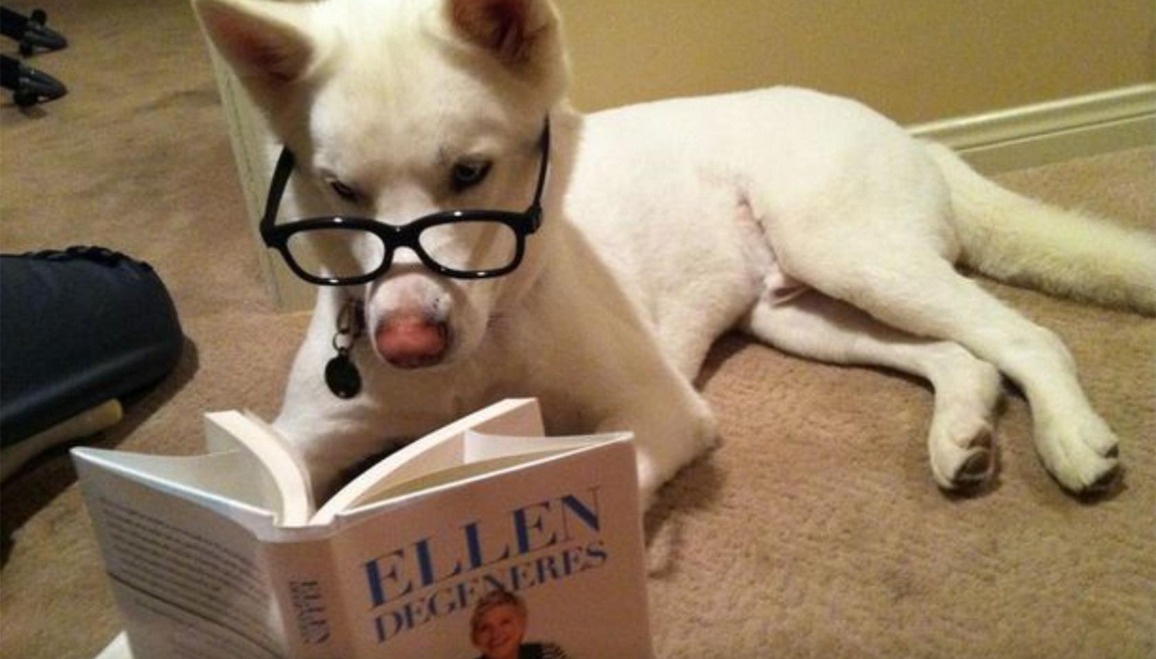 狗市场买到星期狗有什么反应,怎么避免买到星期狗病狗