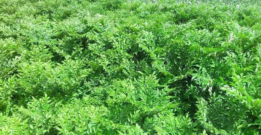 魔芋软腐病的克星农药甲基托布津,魔芋软腐病的防治