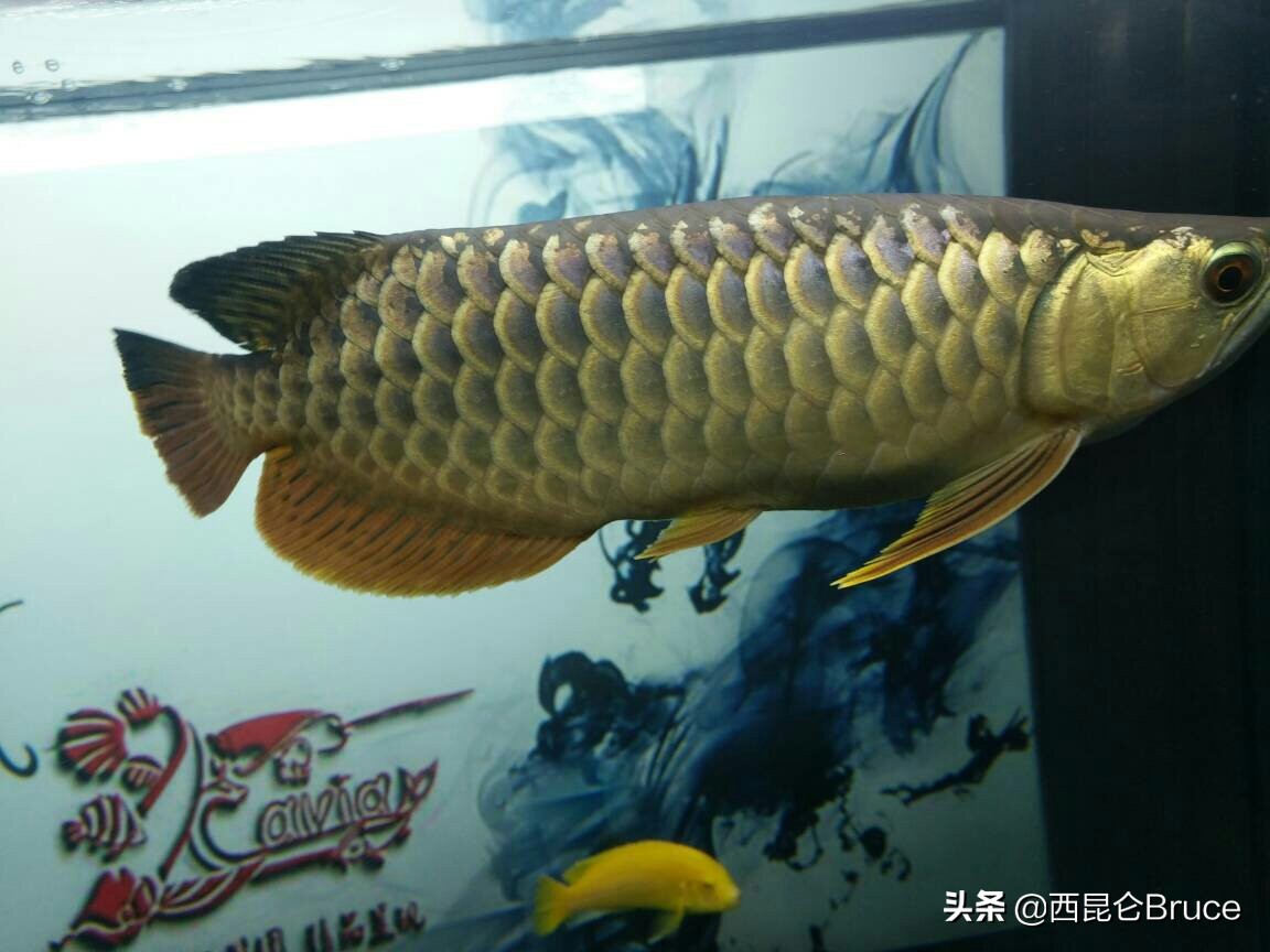 800万加长版的劳斯莱斯,800万天价拍卖视频