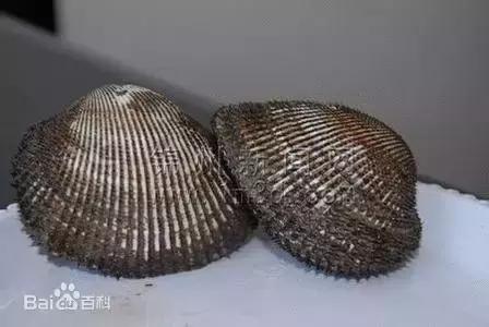 大连海域常见贝类,大连地区海产贝类原色图鉴