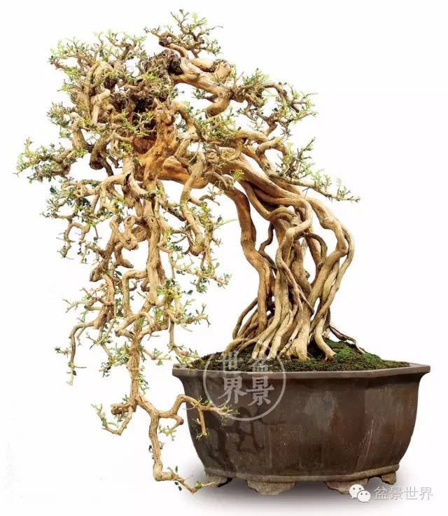大师级老桩盆景欣赏,精美绝伦的老桩盆景