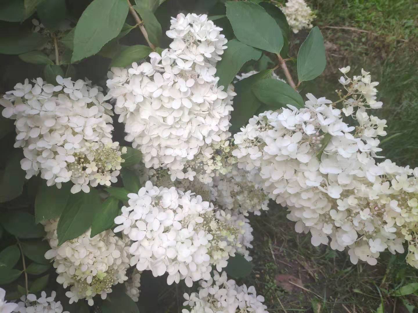 公园里的一树白色小花,簇拥在一起像绣球,味道很清香