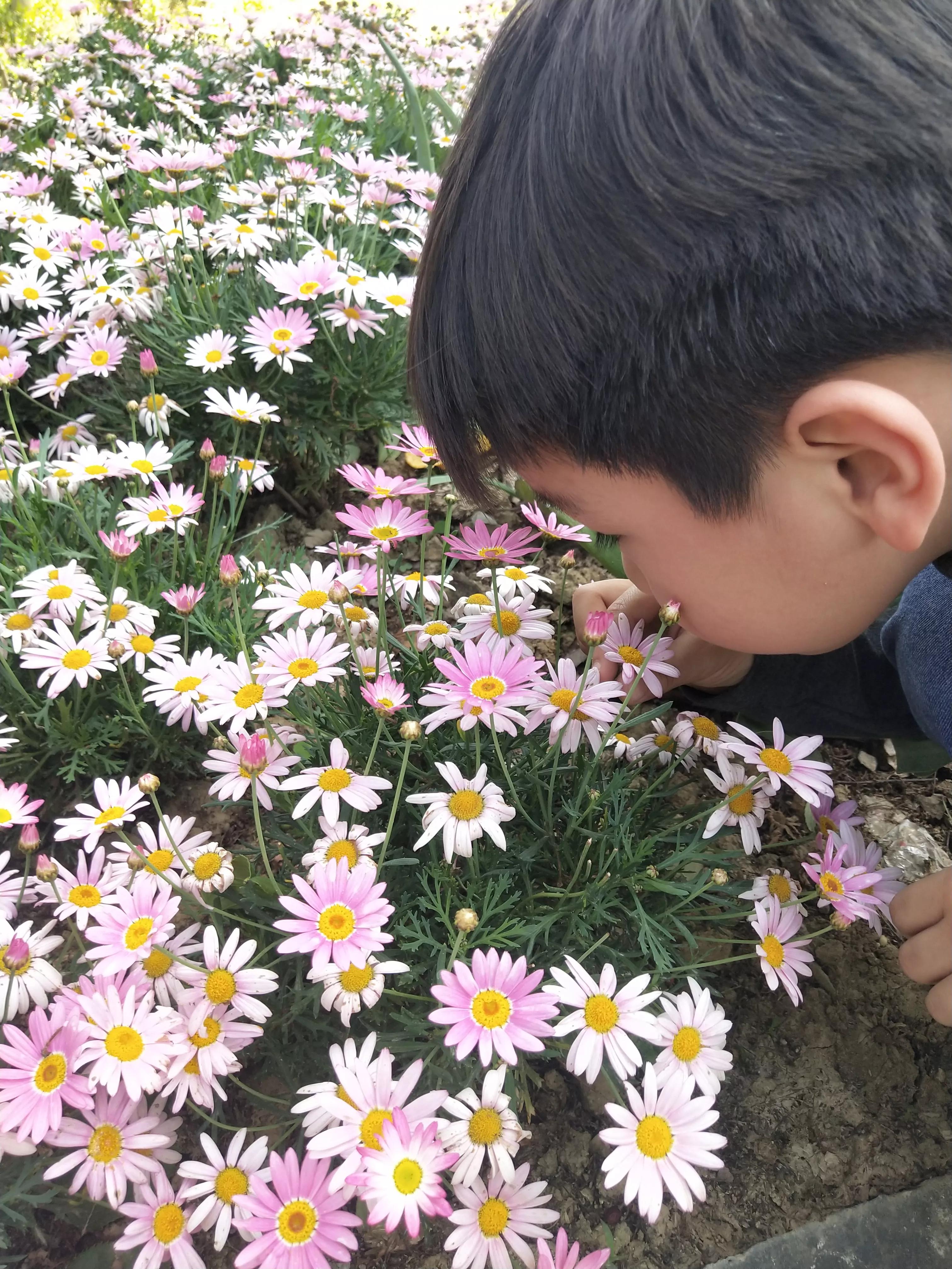南京市溧水区三叶梦华苑,溧水梦华苑最新消息
