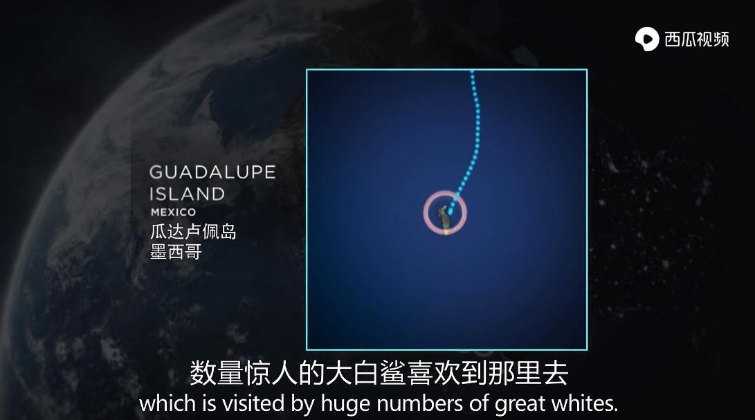 大白鲨是真正的海洋霸主吗,大白鲨演化史