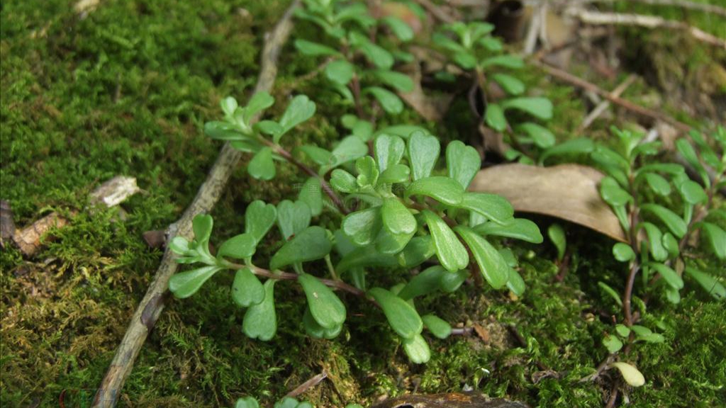 宝塔菜是什么样的植物,石板菜的生长习性