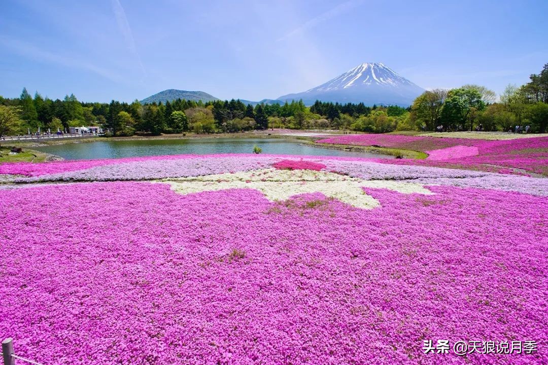 盘点每个世界第一关最强的植物,有哪些可以卡无敌的植物