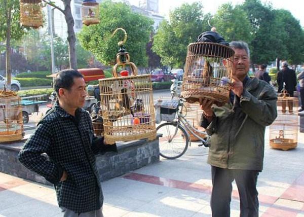 不要小看任何一只鸟,画眉鸟怎么喂养一天喂几次