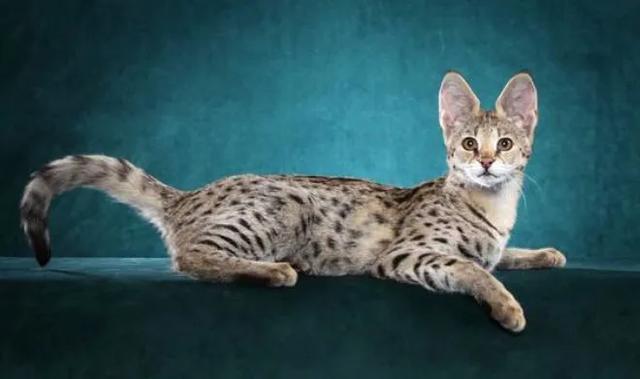 猫中的贵族,猫中的贵族蓝猫