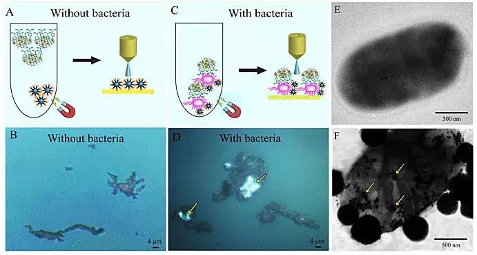 暨南大学：多功能生物传感器，病菌分离、检测、杀灭“三合一”