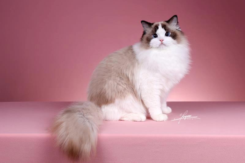 后院布偶猫好吗,怎么挑选传统系布偶猫