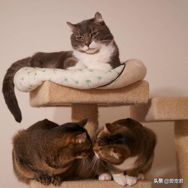 如何克服猫咪的紧张情绪,关于猫咪应激铲屎官应该了解一下