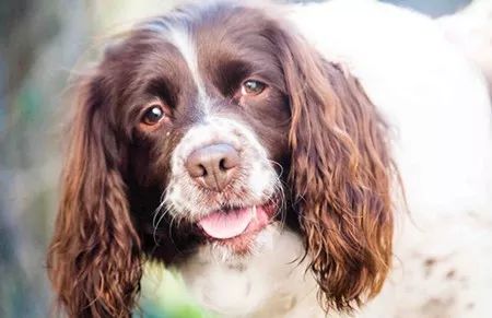 宠物急救常识书本,宠物急救雾化方法有哪些