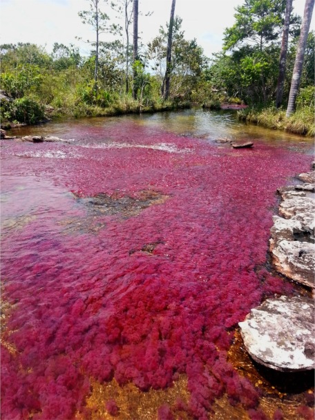哥伦比亚小姐姐反驳侣行,国哥小姐姐实锤侣行
