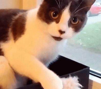 猫咪吃糖吃的很欢,猫咪吃糖会怎么样