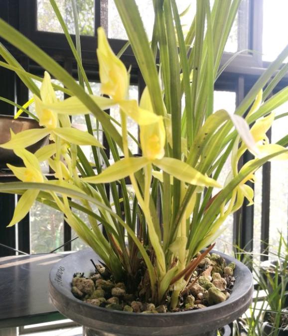 兰花换盆分株的最佳时间和方法,老花匠养花技术视频