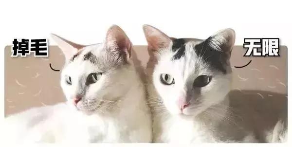 有什么品种狗狗既长不大又不掉毛,建议新手养的10种便宜狗狗不掉毛