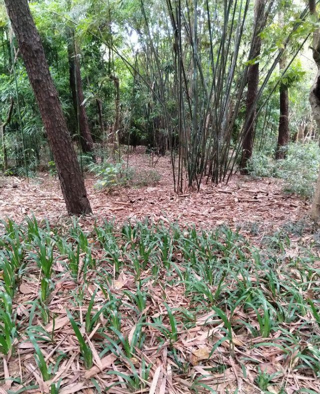 南宁狮山公园以前是尸山吗,广西南宁狮山公园现状