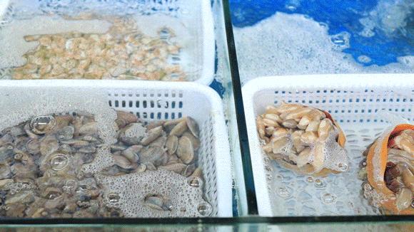 无限量任点！4.8元/只鲍鱼，金雕38元/条！平洲有家超抵食农庄