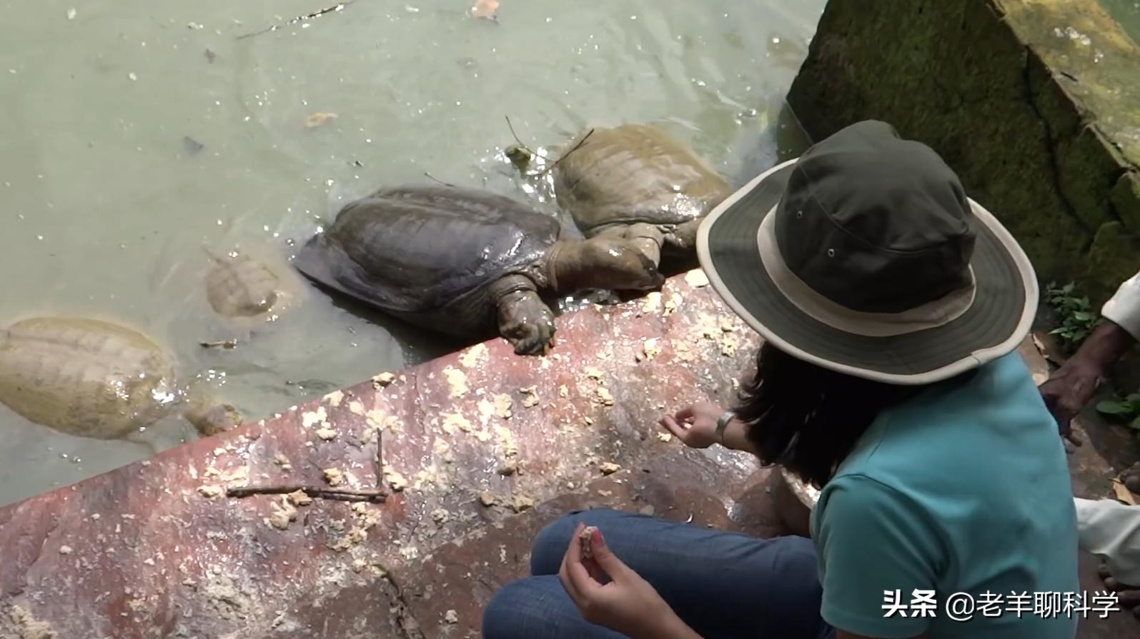 长出白斑!恒河鳖被宠到自然老死而泛滥,中国吃货能解决吗?