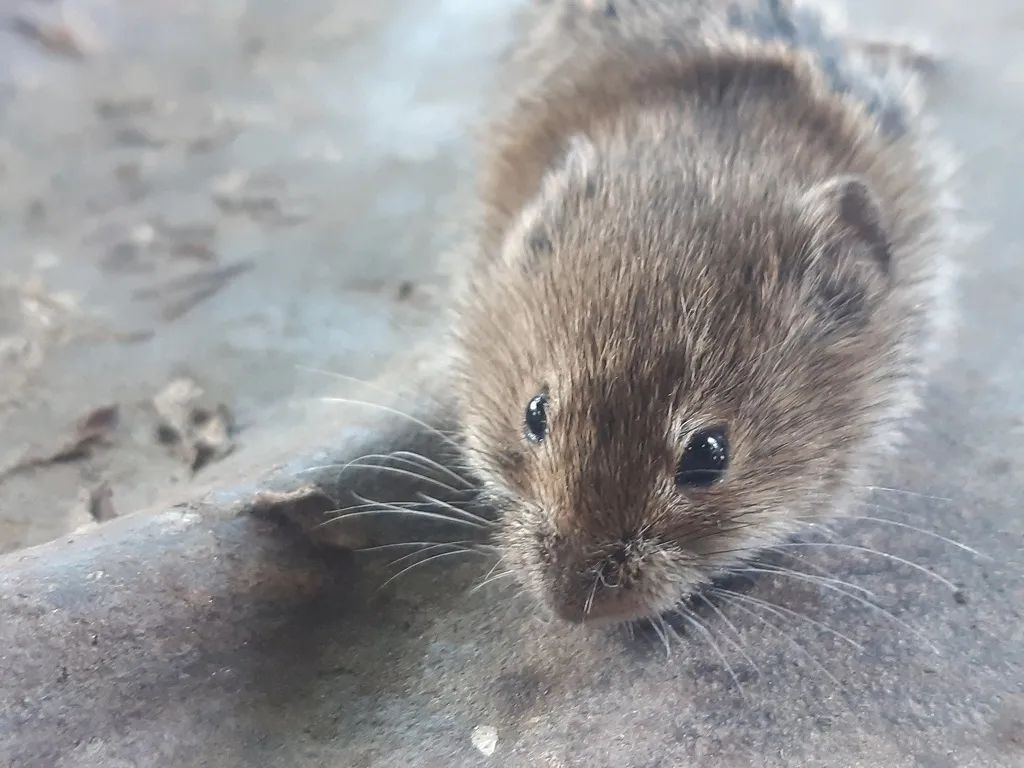 老婆饼没有老婆,普通田鼠也不普通