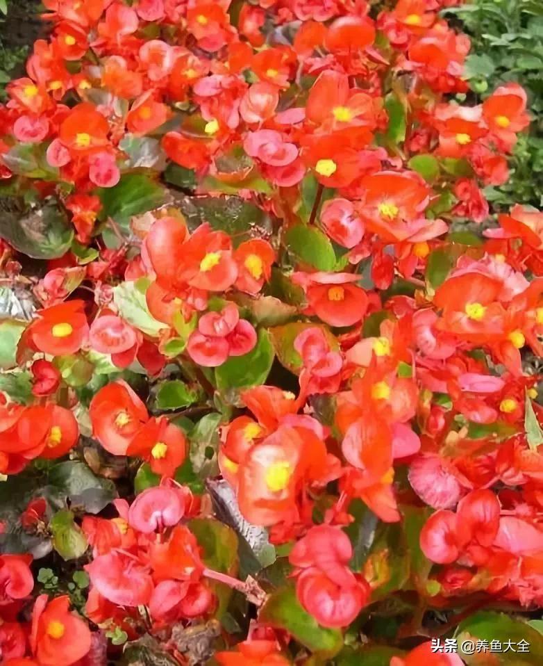 一至十二月的花期,12月到2月份的花期