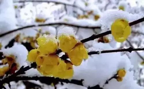 以桂花为市花的城市有哪些,中国每个城市的市花是什么