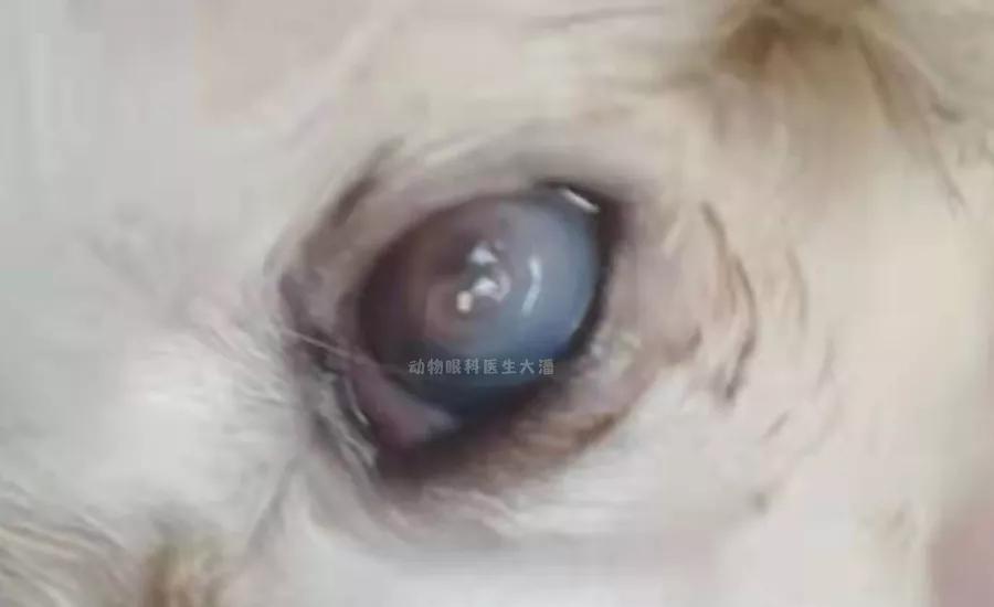 狗角膜穿孔保守治疗,犬角膜溃疡穿孔怎样治疗