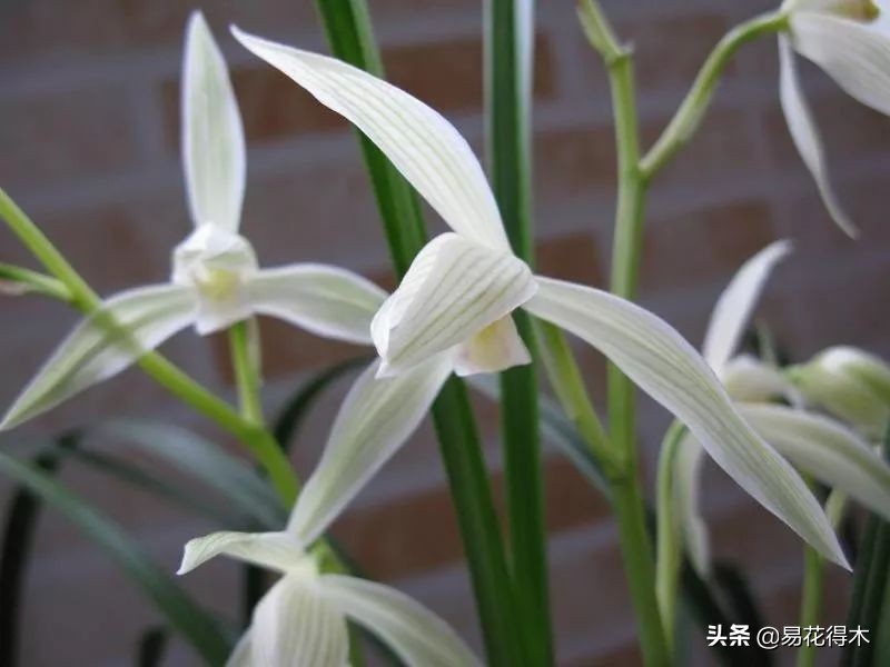 大雪素莲瓣兰和剑阳蝶多少钱一苗,莲瓣兰大雪素和老种大雪素的区别