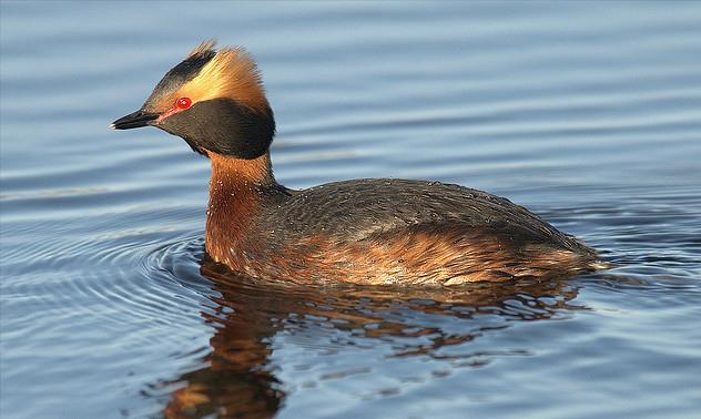 东江揽胜,惠州淡水常见鸟类图谱