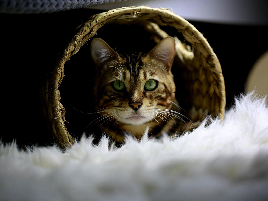 猫咪绝育手术后拆线后如何护理,猫咪绝育后护理注意事项