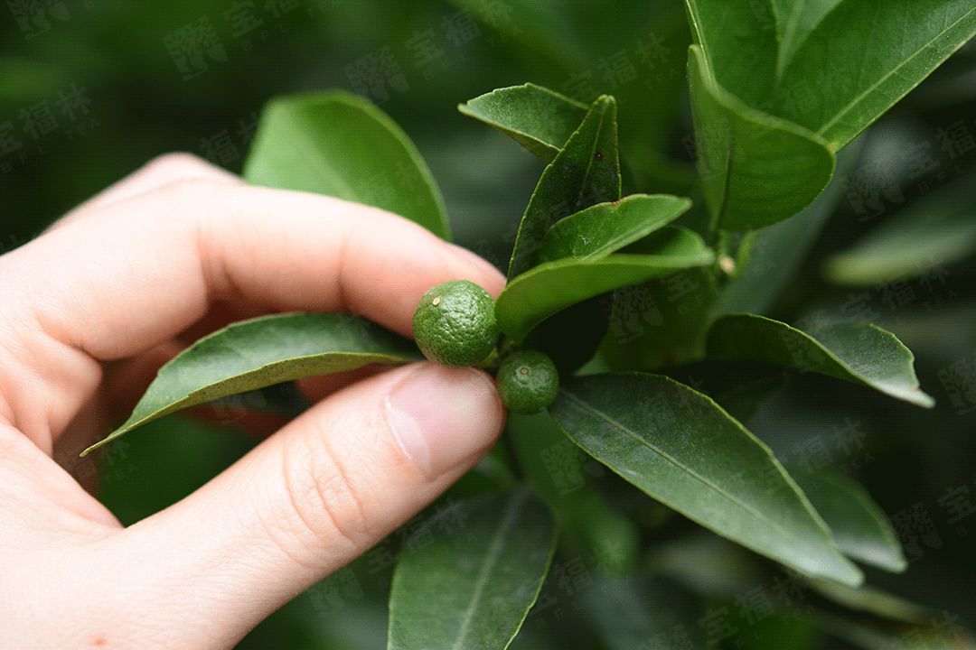 新会小柑胎的价格及功效,新会小柑胎的功效禁忌