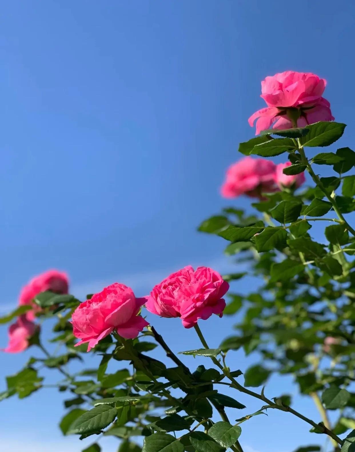 春天时候的蔻丹，长在我心尖尖上，蔻丹添妩媚，罗珮绕朦胧