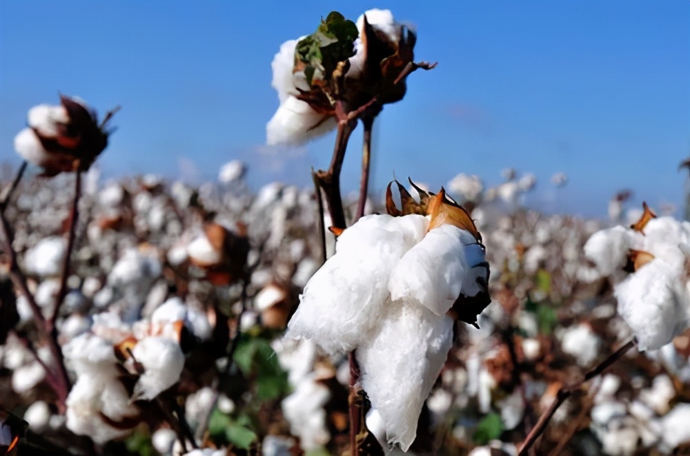 生态棉与棉花哪个好一些,棉花怎么分类新疆棉或细绒棉