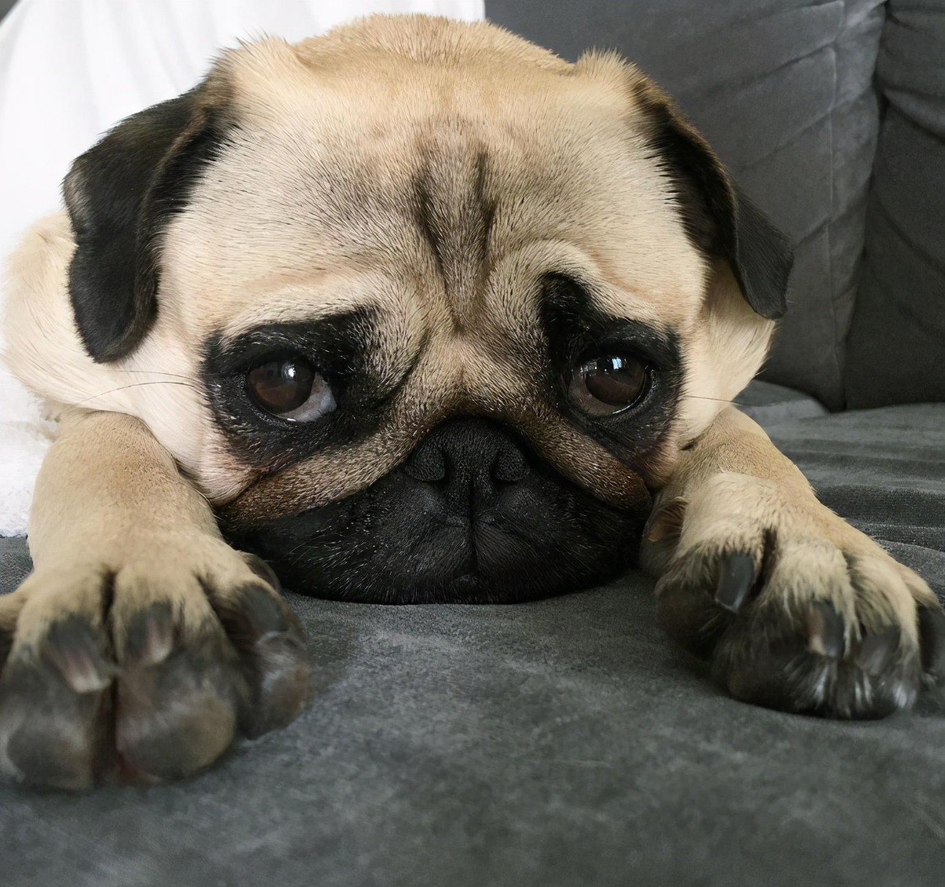 巴哥犬掉毛厉害怎么解决,巴哥犬不吃东西什么原因