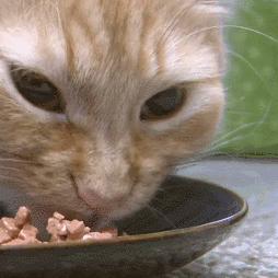 猫咪舌头上的“倒刺”其实是吸管？