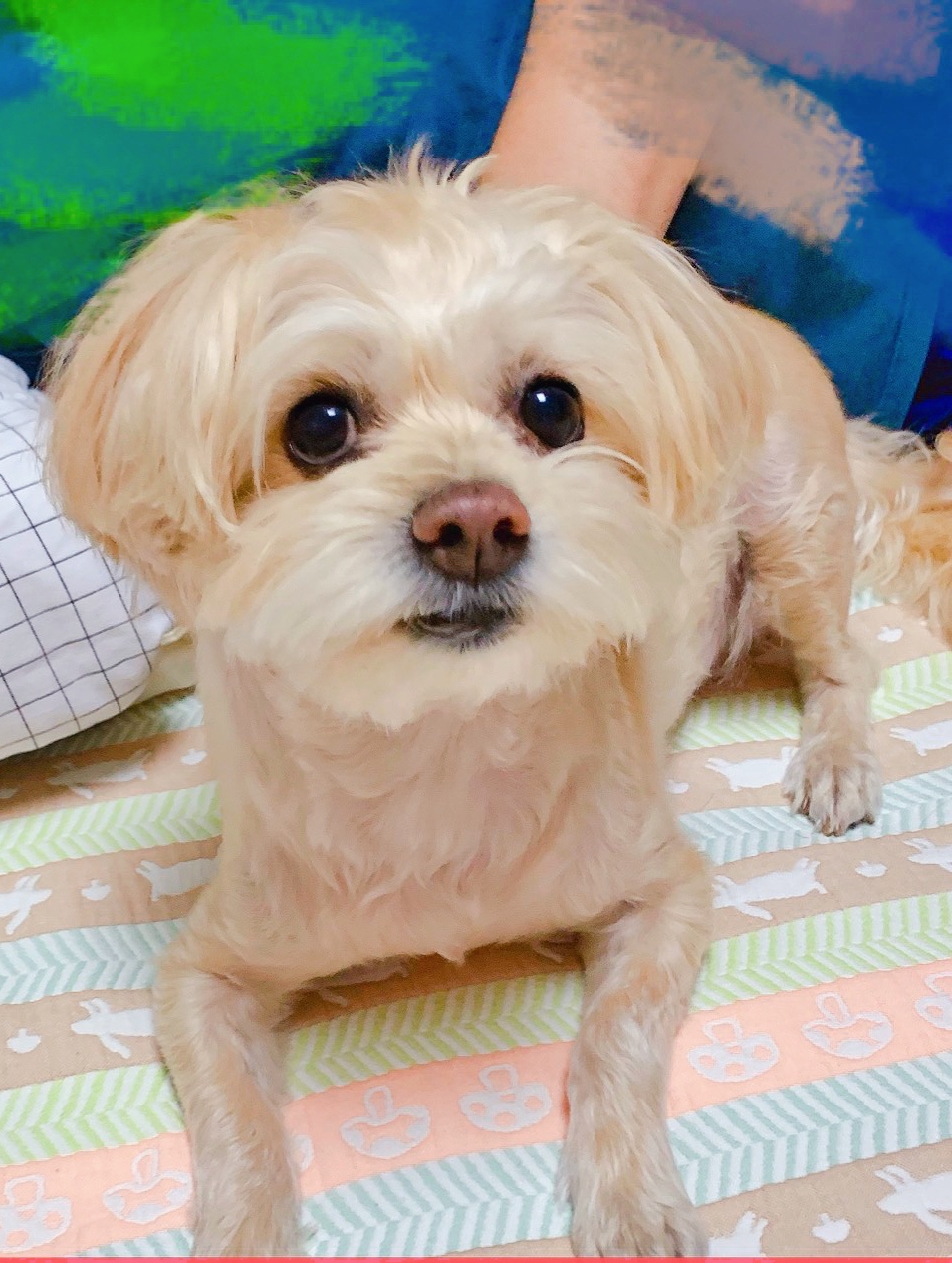 怎样选一款适合自己狗狗的狗粮,怎样选一款适合狗狗的狗粮