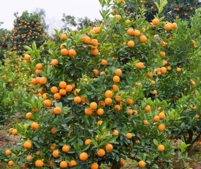 庭院栽树的讲究和忌讳,庭院种哪些树对庭院风水有利