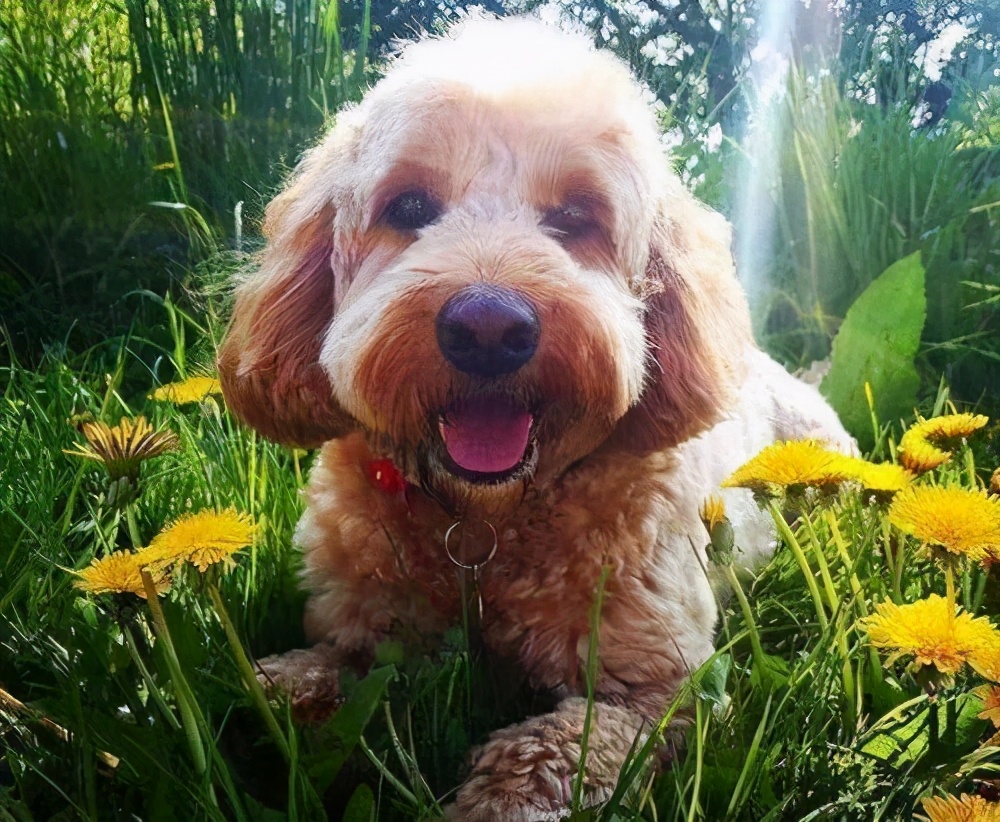 了解泰迪犬的生活习性,泰迪犬的优点和缺点有哪些表现
